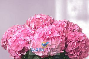 Pink Hydrangea Flower