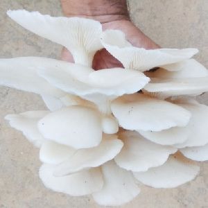 Oyster Mushroom