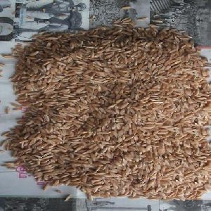 Emmer Wheat Seeds