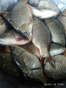 Live White Common Carp Fish