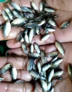 Anabas Fish Seeds