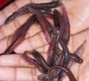 Desi Magur Fish Seeds