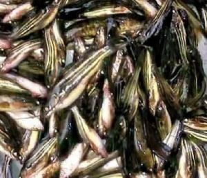 Desi Tangra Fish Seeds