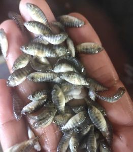 Monosex Tilapia Fish Seeds