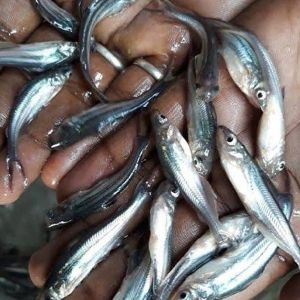 Pangasius Fish Seeds