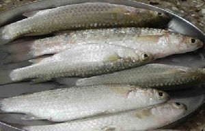 Rava Fish