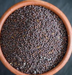 Mustard Seeds