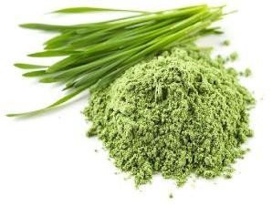 Wheatgrass Powder