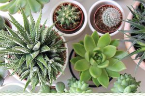 succulent plant