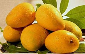 Fresh Kesar Mango