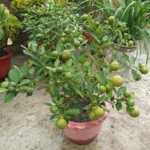 Baramasi Nimbu Plants