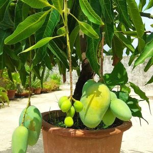 Dwarf Grafted Mango Plants