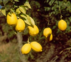 Galgal Nimbu Plants