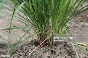 Vetiver Root