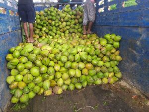 Coconut Products