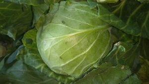 Fresh Cabbage