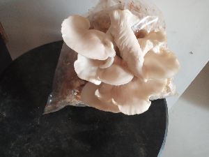 Dried Oyster Mushroom