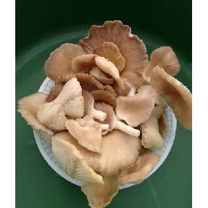 Fresh Oyster Mushroom