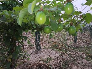 Passion fruit plants