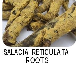 Salacia Reticulata Root