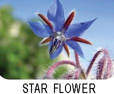 Star flower