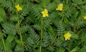 Tribulus Terrestris