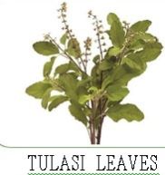 Tulsi