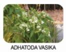 Adhatoda Vasika