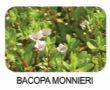 Bacopa Monnieri