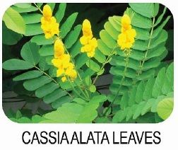 Cassiaalata leaves