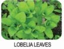 Lobelia Leaves