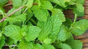 Fresh Mint Leaves