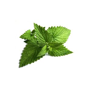 Organic Mint Leaves