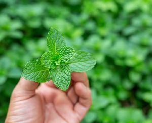 Fresh Pudina Leaves