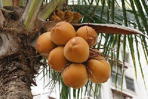 Fresh King Coconut