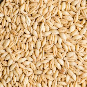 Natural Barley Seeds