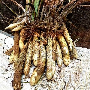 Fresh Arrowroot