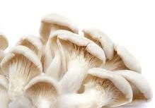 Fresh Oyster Mushroom