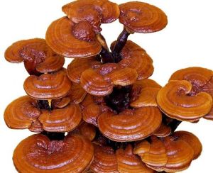 Ganoderma Mushroom