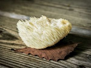 Lions Mane Mushroom