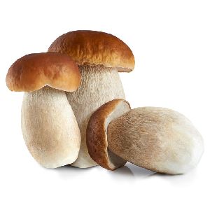 porcini mushroom