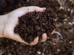 Organic Fertilizer