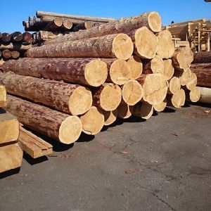 Pine Wood Logs