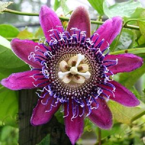 Passiflora Incarnata