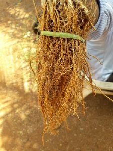 Vetiver Roots