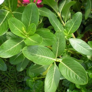 Vinca Rosea Leaves