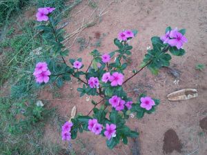 Vinca Rosea Stems