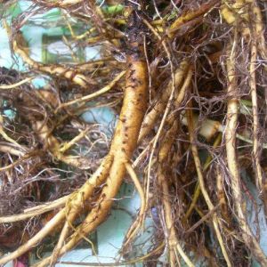 Yellow Dock Roots