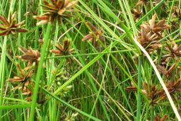 Nut grass