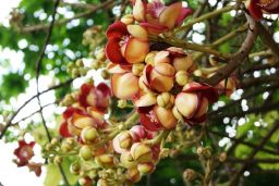 Shorea Robusta Seeds